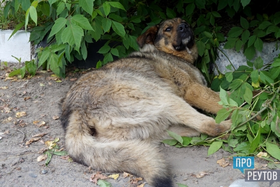 Сбитая собака ждёт помощи на обочине в Реутове. В воскресенье неизвестный водитель сбил животное возле собачьей площадки и скрылся. ПроРеутов