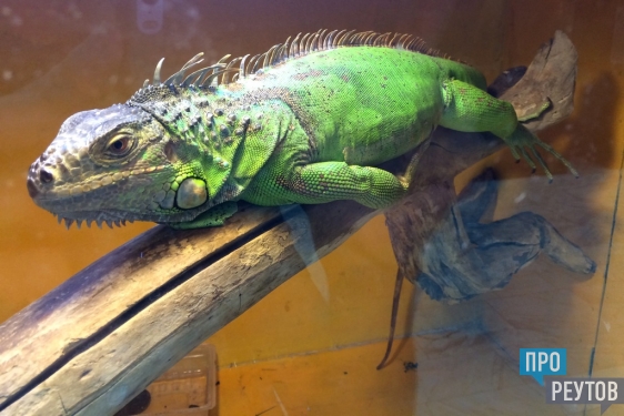 Выставка экзотических животных работает в Реутове. В ДК «Мир» можно увидеть 50 видов змей, ежей, черепах, крокодилов и других редких представителей фауны. ПроРеутов