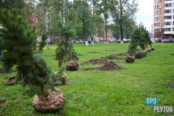 Гимназический парк посадили в Реутове. 17 сентября город присоединился к региональной акции «Наш лес. Посади своё дерево». ПроРеутов