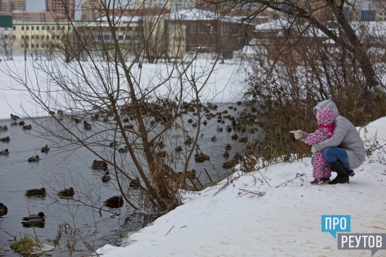 Сотни уток облюбовали полынью в парке «Фабричный пруд» в Реутове. В их числе есть даже бывшие обитатели Московского зоопарка — огари. ПроРеутов