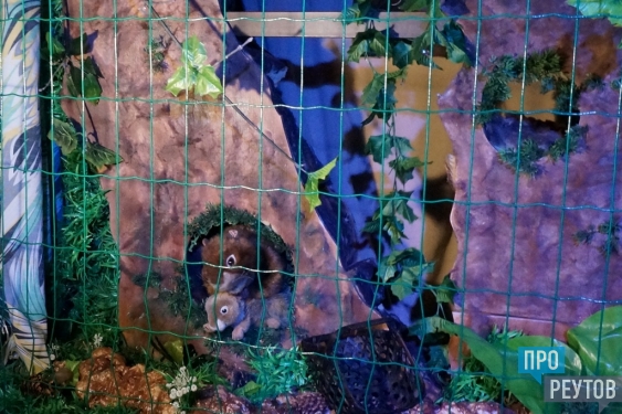 Уникальный зоопарк открылся в кукольном театре в Реутове. Все питомцы абсолютно безопасны для посетителей и не страдают от заточения и ненадлежащего ухода. ПроРеутов