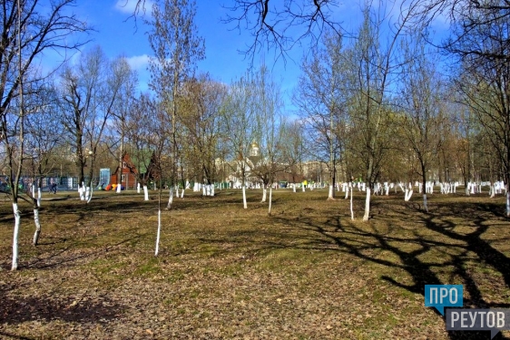 Весна пришла в Реутов. Это подтверждают деревья в городском парке и перелетные птицы.