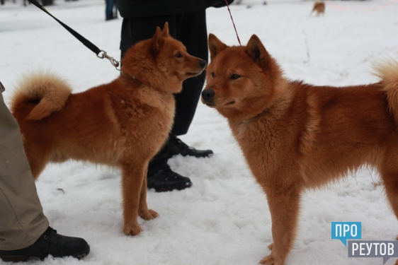 В Реутове прошла ежегодная выставка карело-финских лаек. За косточки и медали боролись 35 собак из разных регионов страны. ПроРеутов
