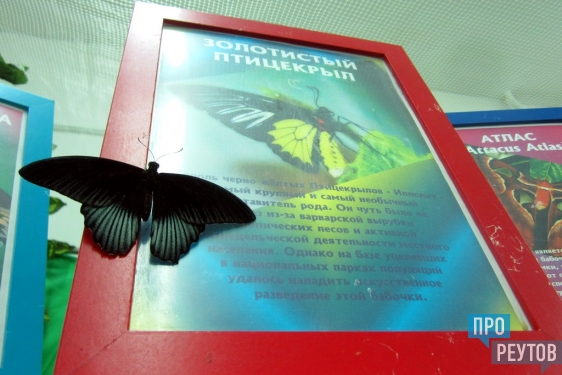 Тропические бабочки вылупляются из коконов в Реутове. Для экзотических красавиц в Музейно-выставочном центре создали тропический микроклимат. ПроРеутов