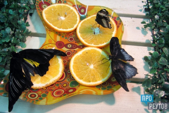Тропические бабочки вылупляются из коконов в Реутове. Для экзотических красавиц в Музейно-выставочном центре создали тропический микроклимат. ПроРеутов