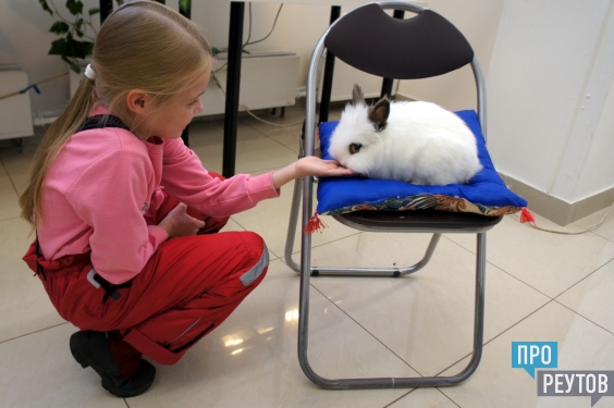 «Мир на ладошке»: мини-зоопарк приехал в Реутов. Больше всего детям нравятся карликовые кролики, шиншилла, белка Дегу, сахарный поссум и другие «пушистики». ПроРеутов