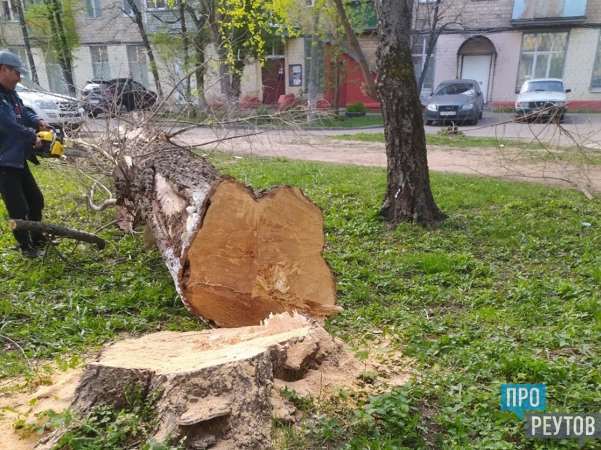 Спил придомовых деревьев. Спиленное дерево у МКД. Неудачно спилил дерево. Аварийное дерево упало на дом. Спил деревьев во Франции.